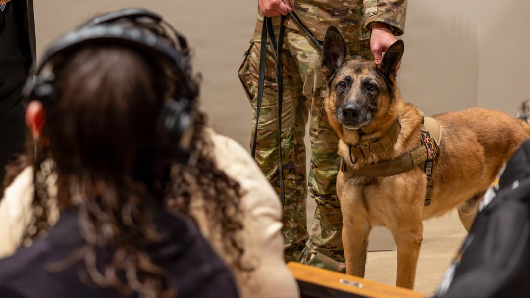 Military Working Dog Kevin looking toward the crowd during a proclamation ceremony in Wichita Falls, Texas.