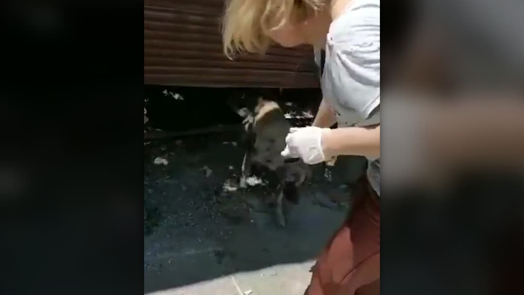 Puppy standing on cardboard lining inside the back of a rescue transport van.