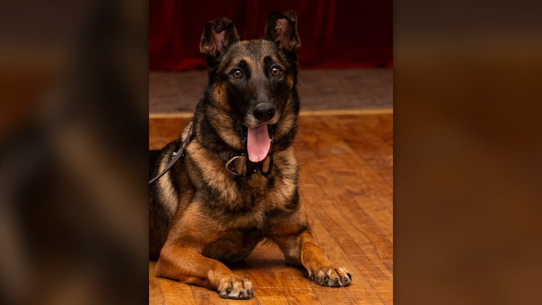 Military working dog CCoolahan lying on the floor after his retirement ceremony at Joint Base San Antonio-Lackland.