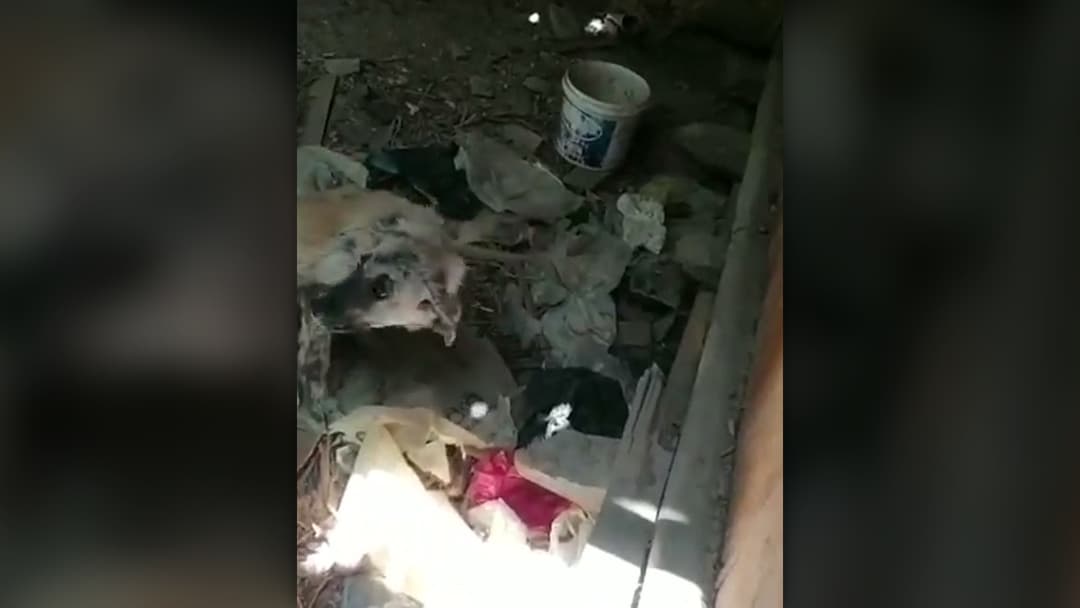 Rescuer kneeling down to gently place a pink lead around the rescued puppy.