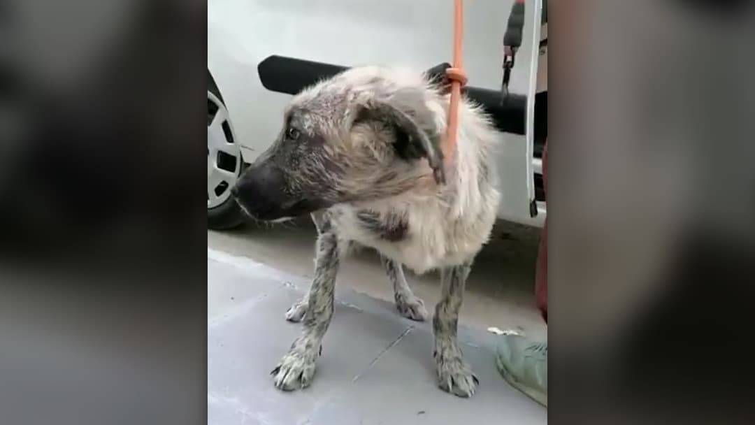 Rescued dog looking out from inside a wooden shelter kennel lined with a blue blanket.