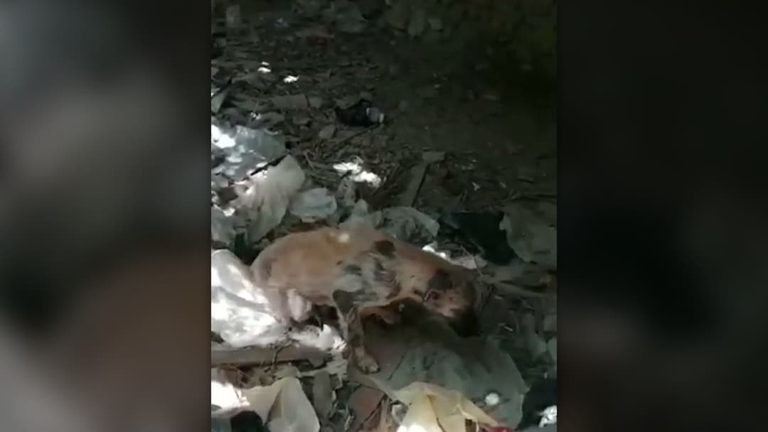 Frail six-month-old puppy curled on the floor among debris inside an abandoned structure.