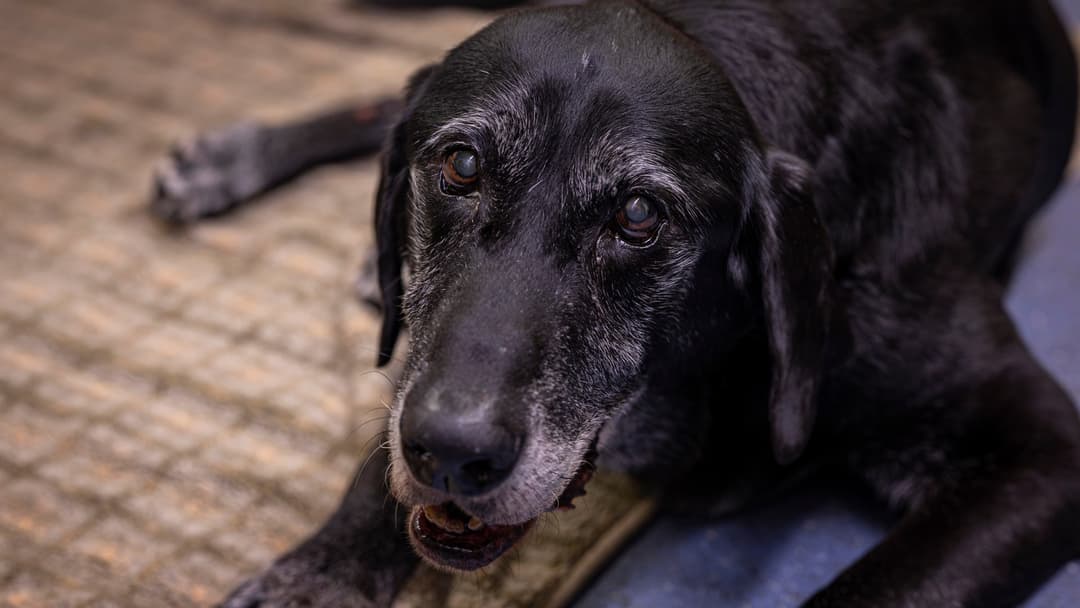 Retired Military Working Dog Ivan resting on the floor of his handler office at RAF Mildenhall in England.