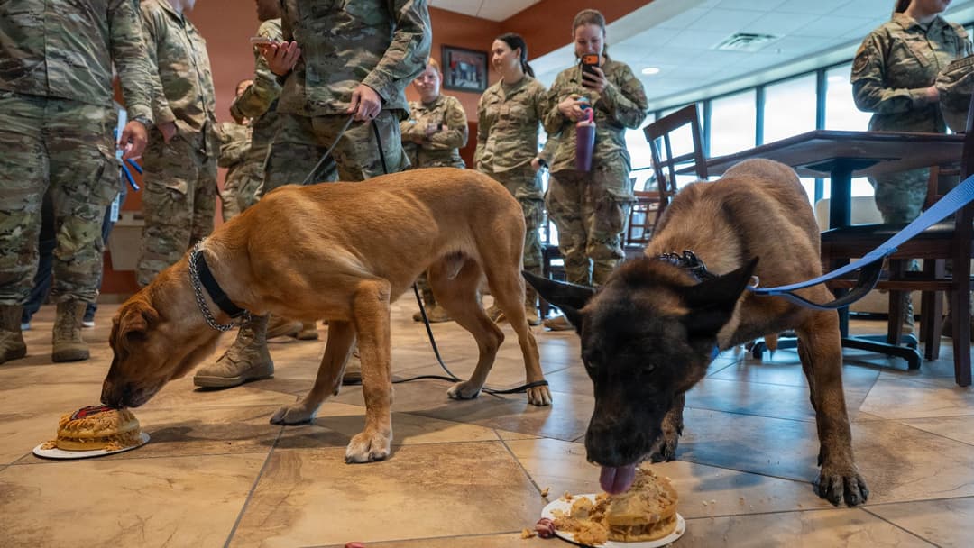 Military working dogs Baker and Dduco eating a dog-friendly retirement cake at Dyess Air Force Base.