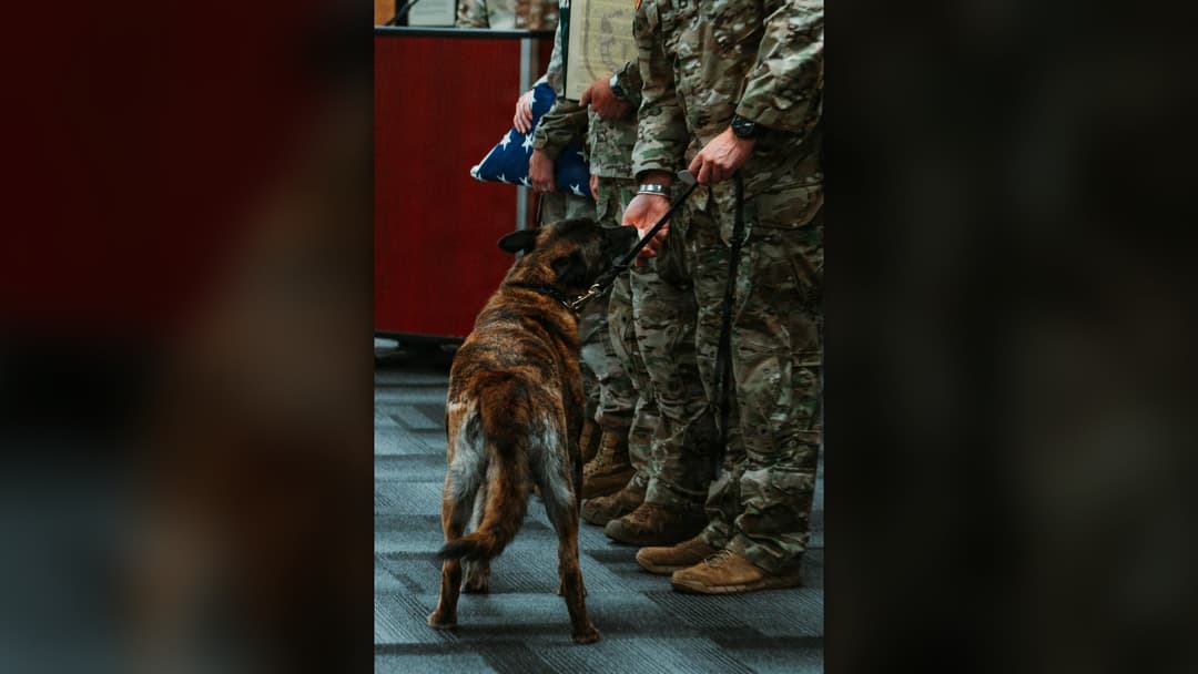 Multi-Purpose Canine Apollo enjoying a Pup Cup after receiving an Army Commendation Medal at Joint Base Lewis-McChord.
