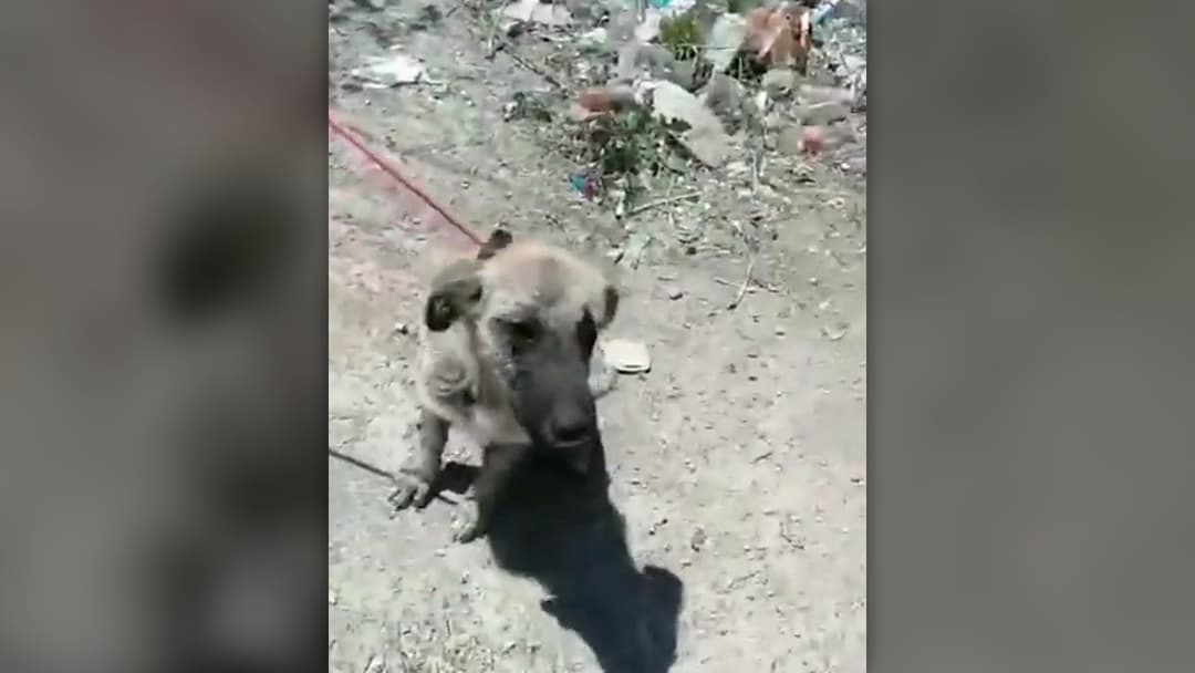 Rescuer leading the six-month-old puppy on a pink leash outside the veterinary clinic.