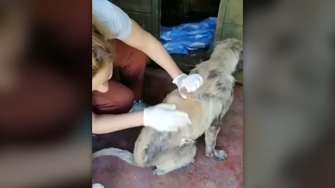 Fluffy rescued dog eating a meal from a bright red dog bowl.