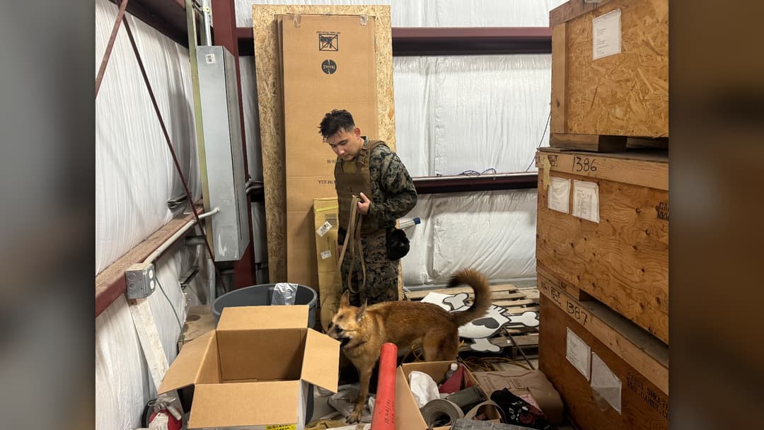 Sgt. Brandon Rollo conducting explosive detection training with military working dog Nomi-Vomi in Hawaii.