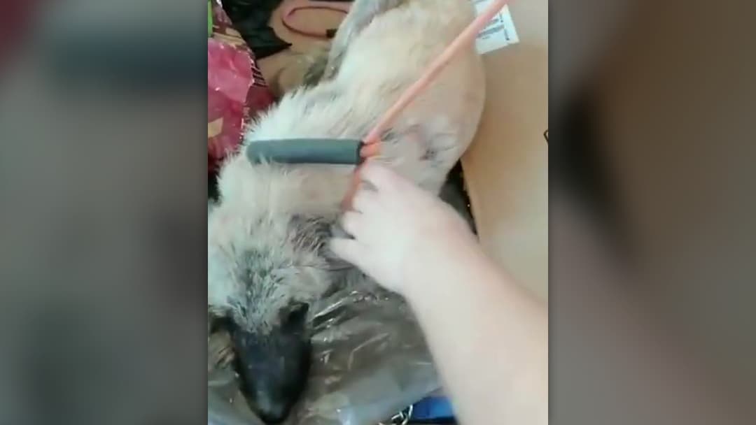 An animal rescue volunteer's hand gently comforting the frail puppy inside the cardboard transport box.