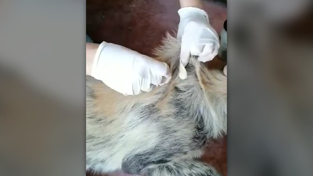 Recovering dog sitting upright with healthy new fur across her back and shoulders.