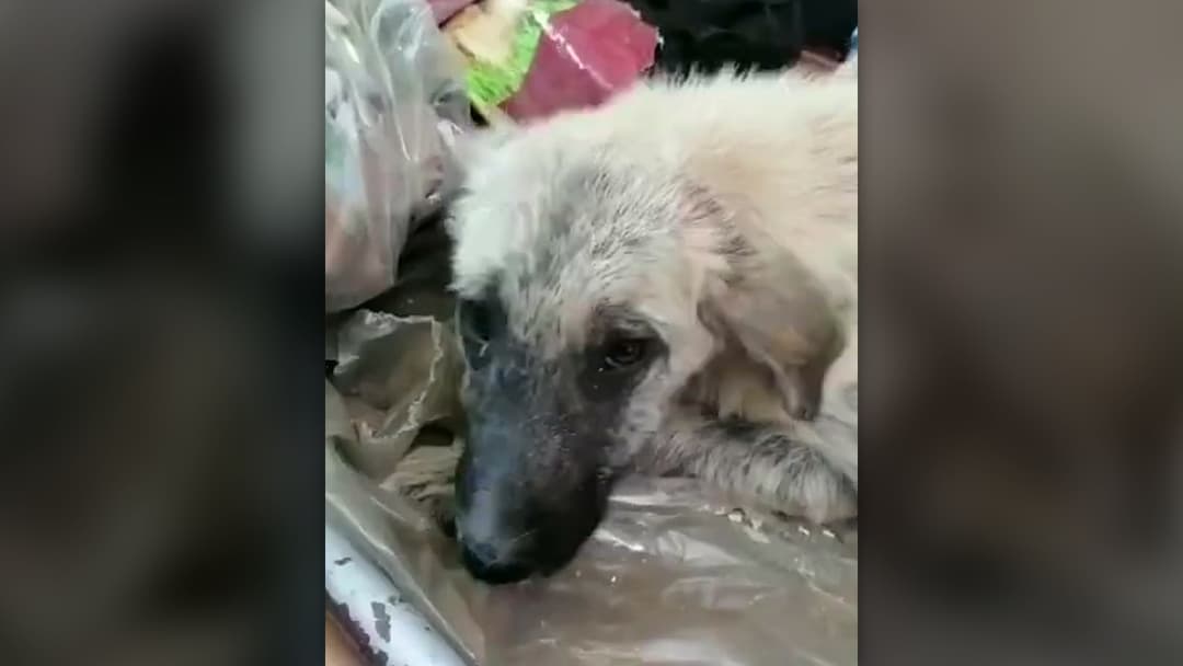 A second rescued dog resting his head calmly inside the animal rescue transport van.