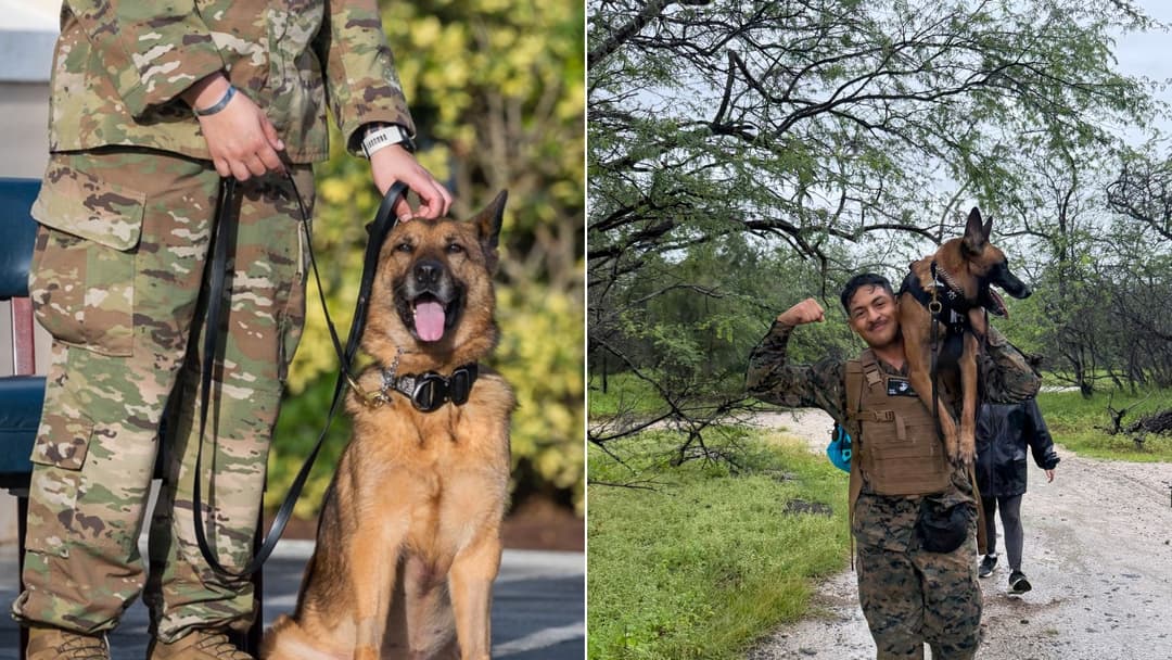 20 Military Working Dogs Honored With Emotional Retirement Ceremonies