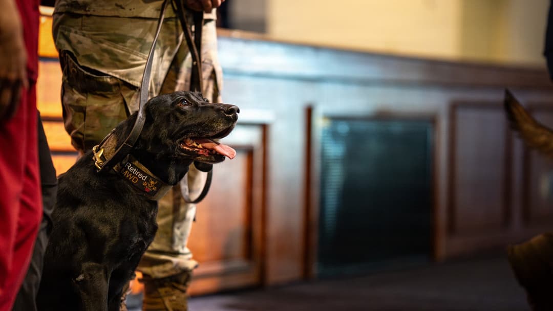 Retired military working dog Splash standing beside her handler at Yokota Air Base in Japan.