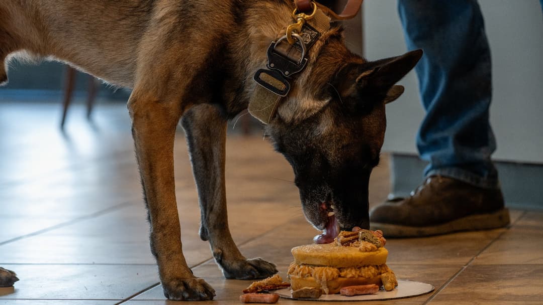 Military Working Dog Tank eating a custom retirement cake during his ceremony at Dyess Air Force Base.