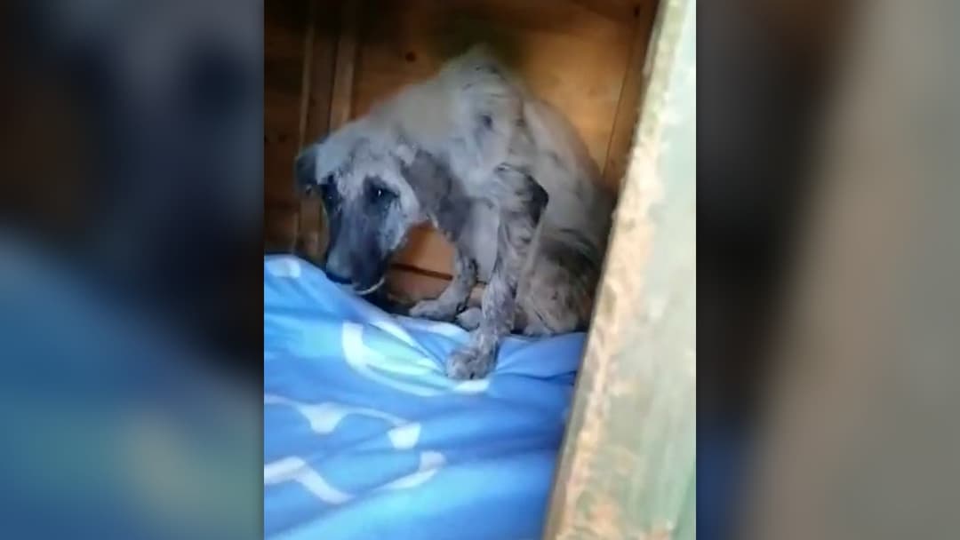 Caregiver gently petting the head of the recovering puppy outside her shelter house.
