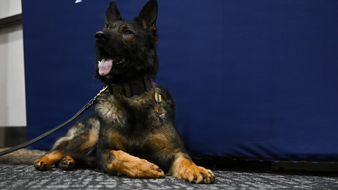 Military Working Dog Baily receiving the Air and Space Commendation Medal at Joint Base Andrews.