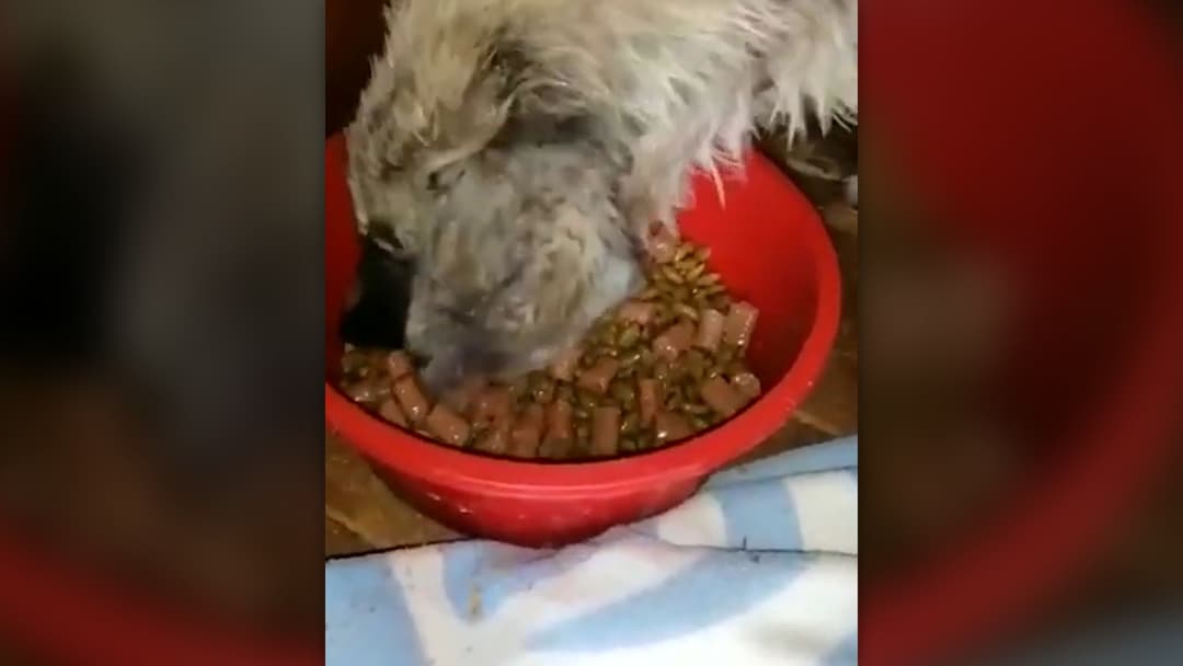 Close view of the fluffy recovered dog finishing her meal at the shelter.