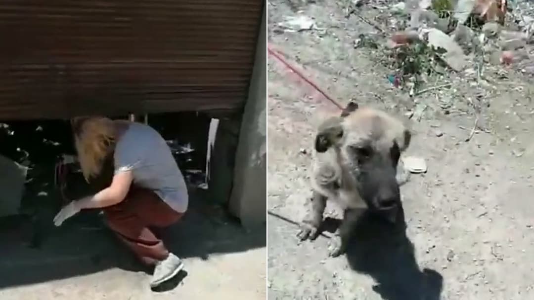 20 Moments Showing How a Rescued Puppy Found Her New Home in Canada
