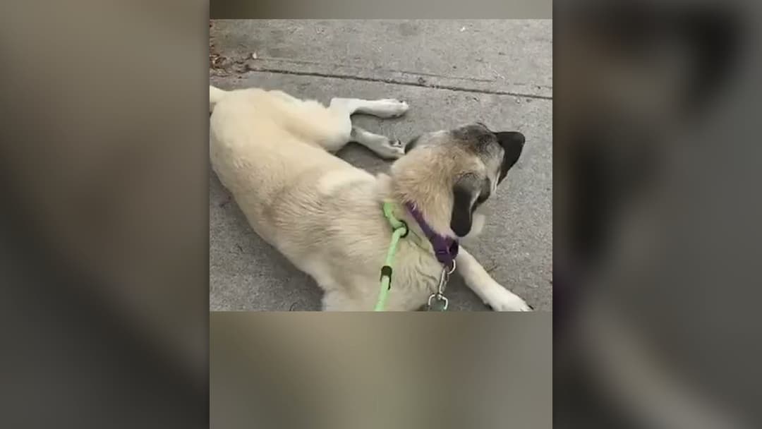 Healthy golden Anatolian Shepherd mix dog wearing a purple collar and green leash resting on a sidewalk in Canada.